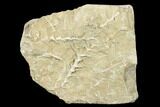 Plate of Archimedes Screw Bryozoan Fossils - Alabama #178196-1